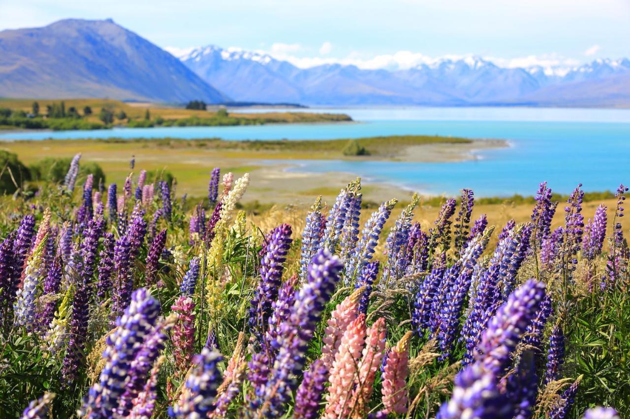 Galaxy Boutique Hotel Lac Tekapo Extérieur photo Lupine flowers at Lake Tekapo